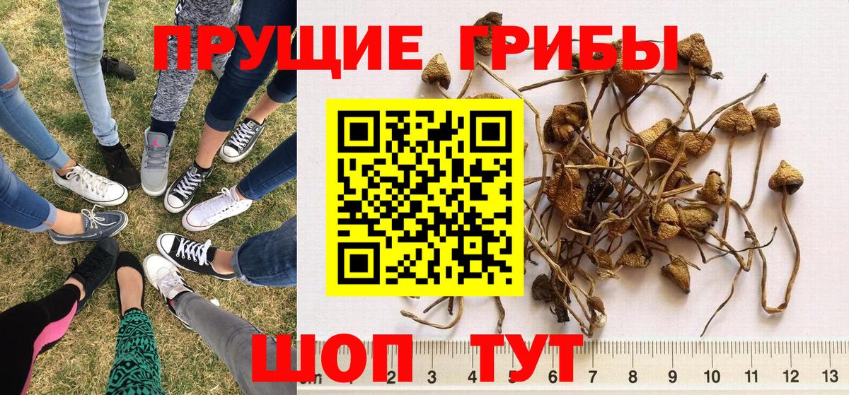 Серов  Псилоцибиновые грибы Cubensis  Галлюциногенные грибы Psilocybine cubensis  Вход с VPN 